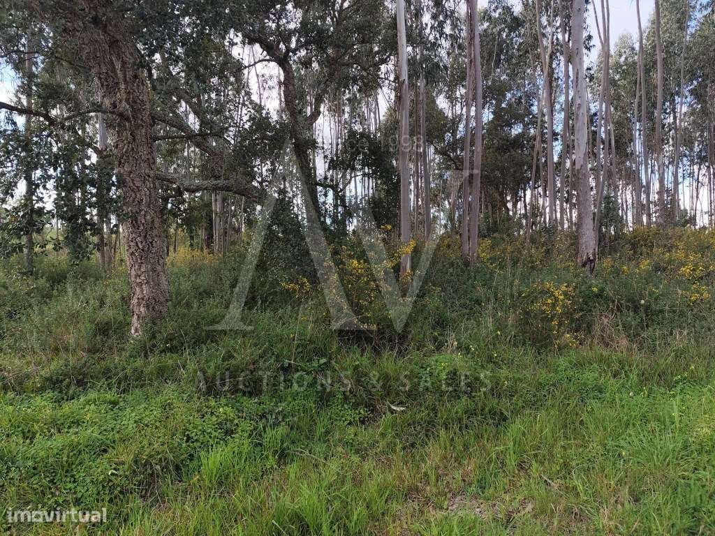 Terreno de 12.882 m2 Brogal, Parceiros, Leiria - Grande imagem: 4/8