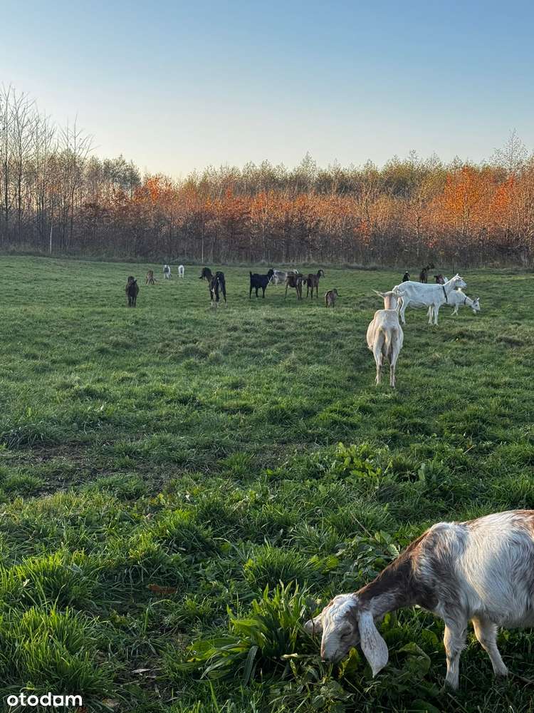 Urokliwe siedlisko na sprzedaż, Warmia-1
