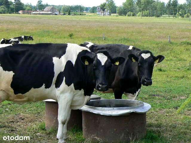 Działka siedliskowa 3130 m2 .Las. Morze. Nad rzeką-5