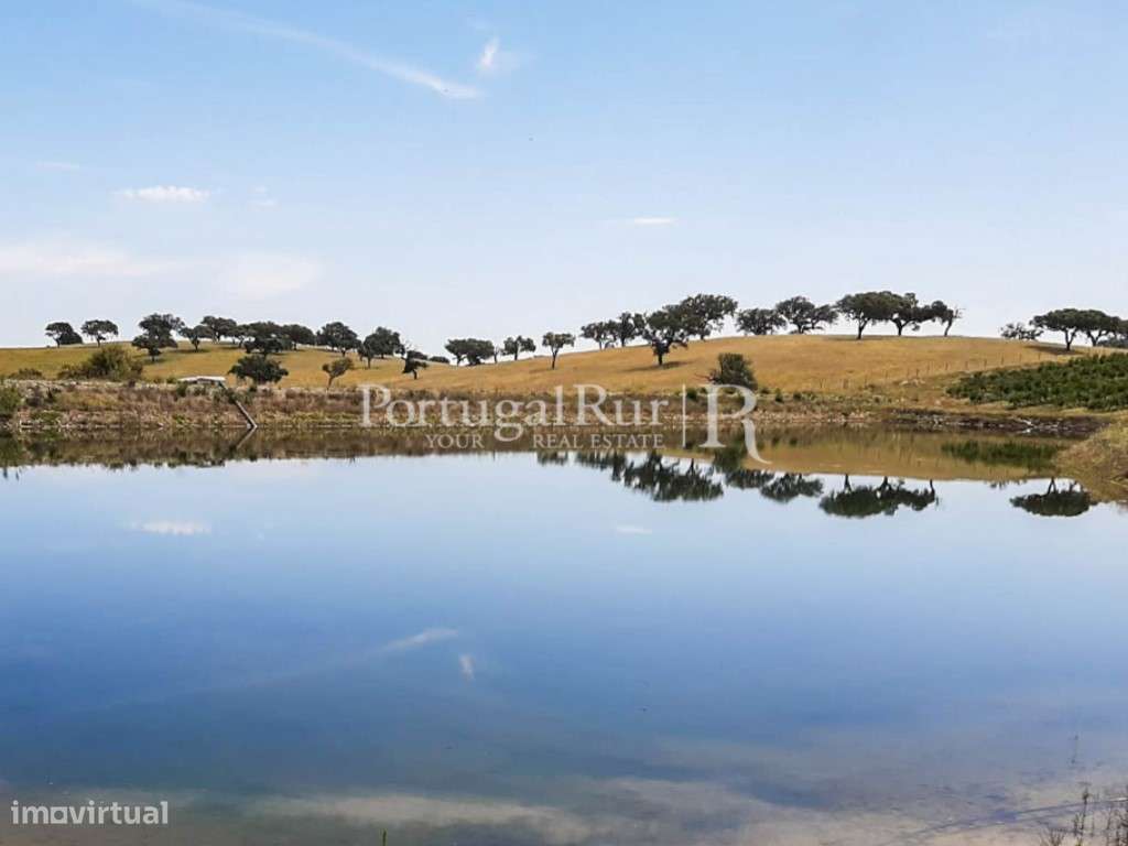 Terreno de 14 ha com plantação de Romaneiras - Grande imagem: 5/60