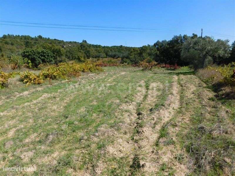 Terreno / Fundão, Pêro Viseu - Grande imagem: 3/7