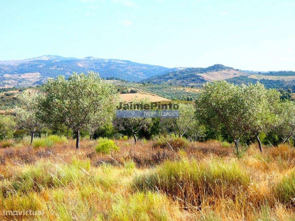 TERRENO AGRÍCOLA 104.000m2 para plantações novas. Portugal, ALFÂNDE...-6