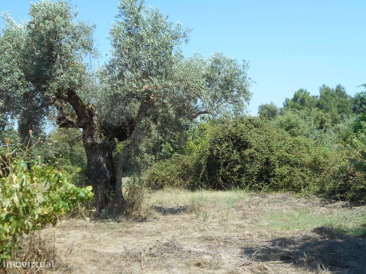 Quinta - Grande imagem: 5/8