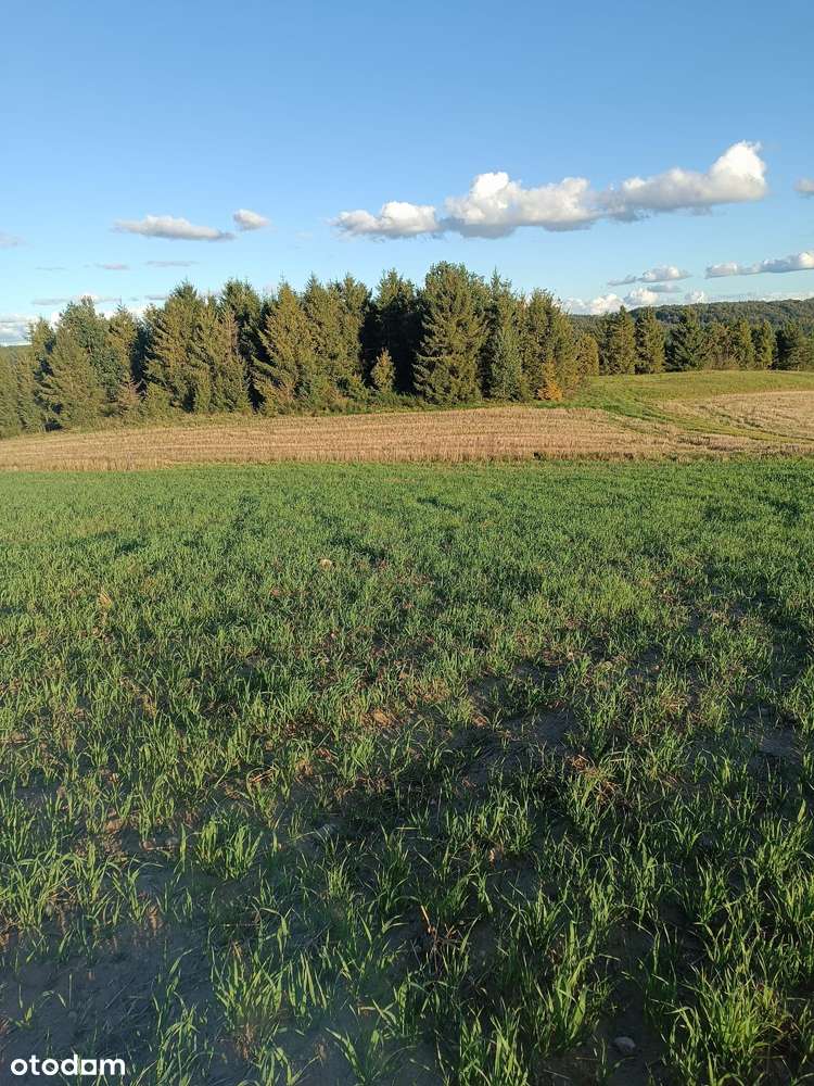 Działka 1305 m² w pięknej okolicy leśnej - Pełny obrazek: 4/5