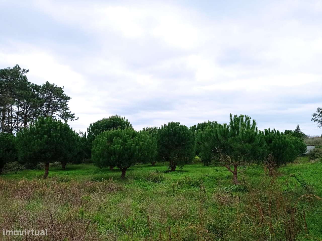Terreno rústico com 940 m² – Ferraria, Pataias - Grande imagem: 5/10
