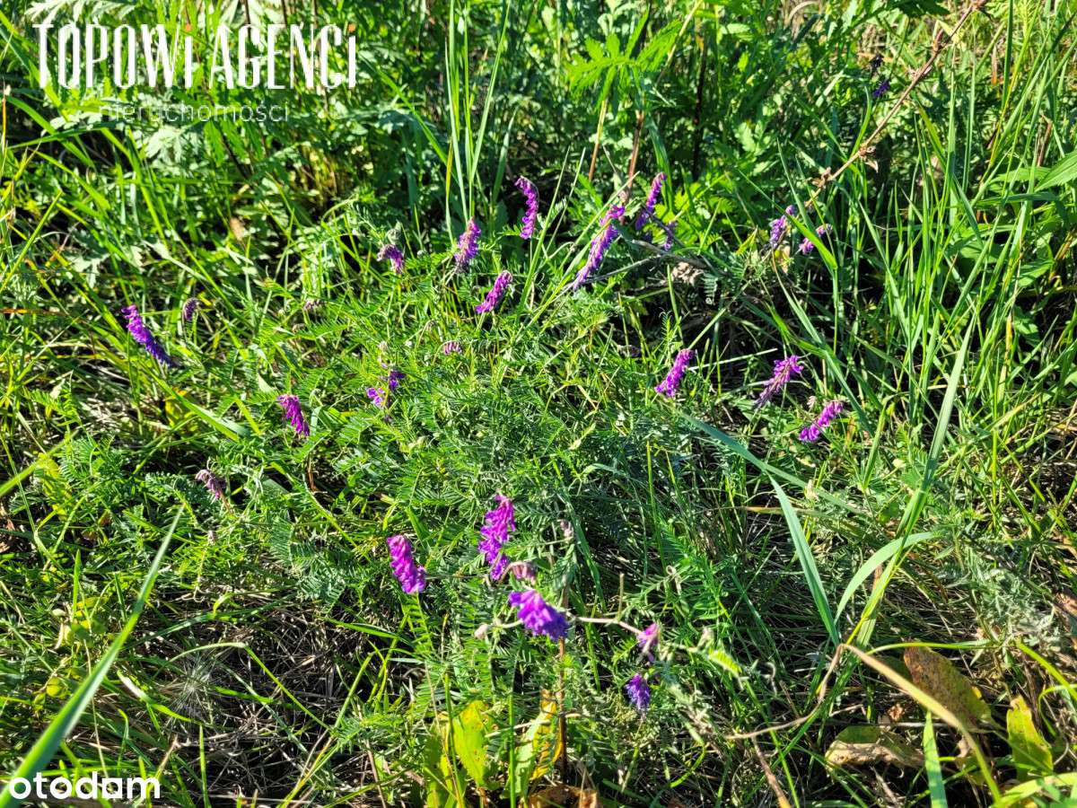 Działka budowlana pod zabudowę szeregową 10 700 m2 - Pełny obrazek: 5/5