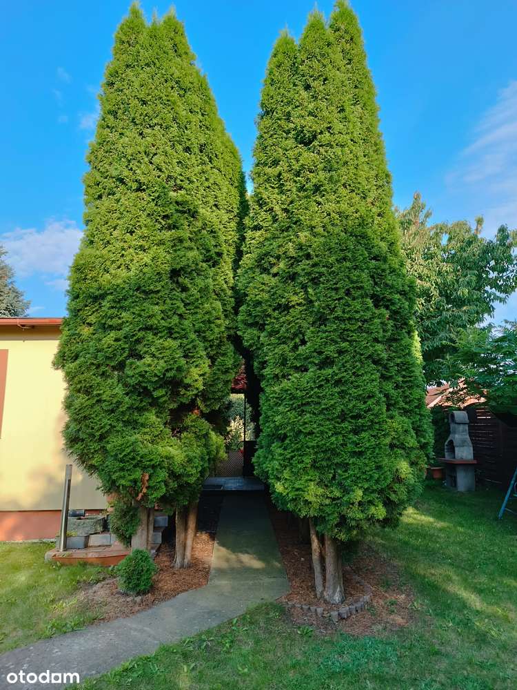 TYLKO U NAS Ładna działka ROD z domkiem murowanym ocieplonym, 2 pokoje-11