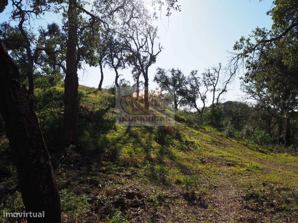 Terreno com montado de sobro - São Francisco da Serra - Grande imagem: 5/8