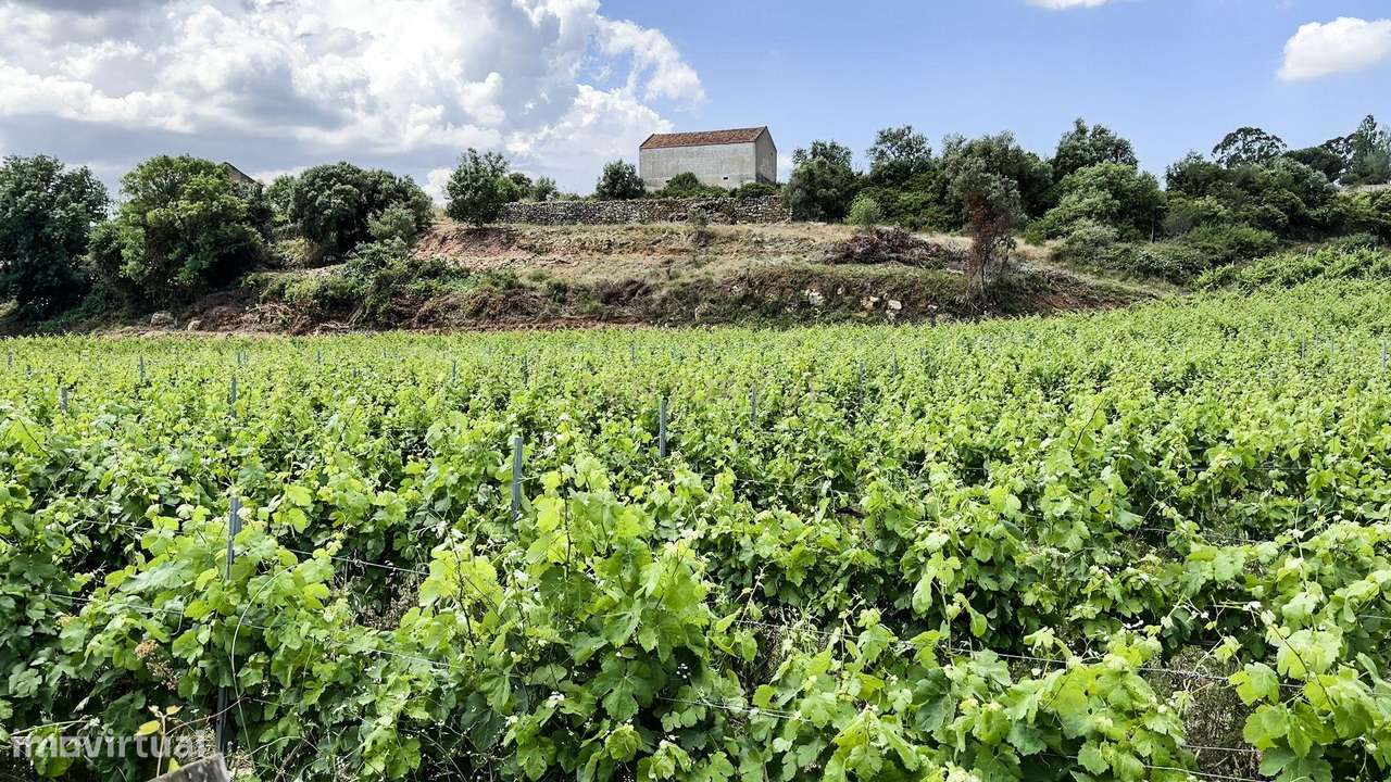 Quinta com 6,2ha Moradia T3 | Vinha e Potencial Turístico - Grande imagem: 5/38