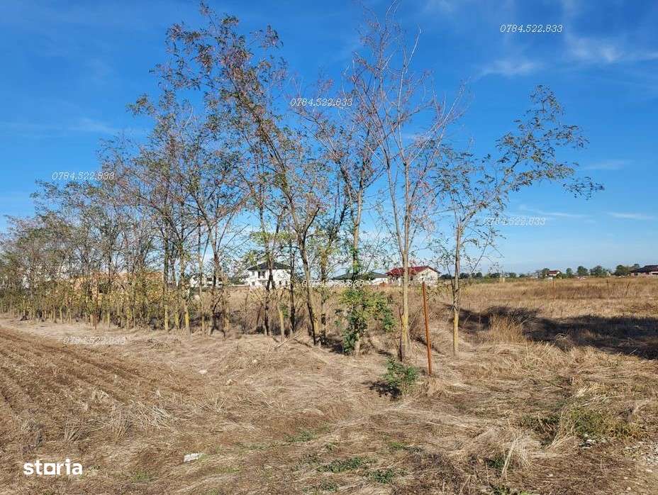 Teren intravilan 442 m² –  utilități incluse, Berceni IF-5