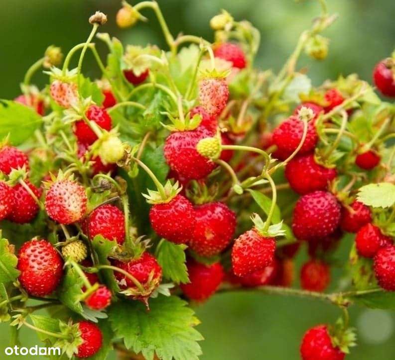 POD LASEM 72m²+OGRÓD 115m²+2 m.parking. - Pełny obrazek: 4/18