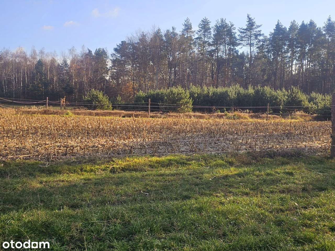 Działka rekreacyjna z laskiem sosnowym. W okazyjnej cenie.-5