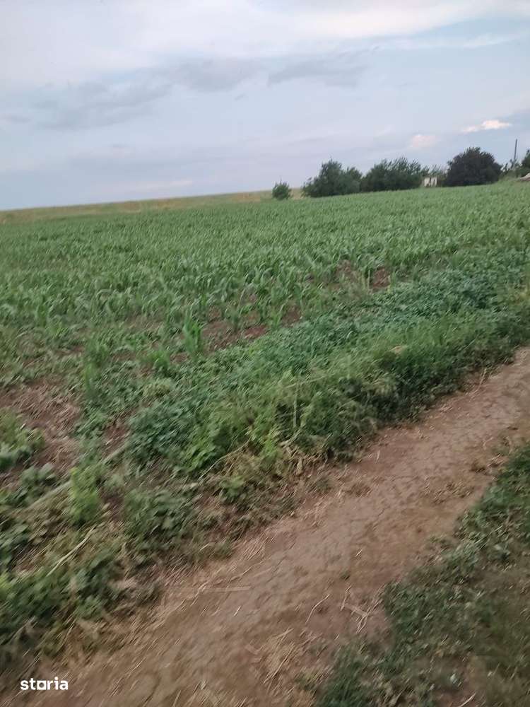 Cartier peste linie-0