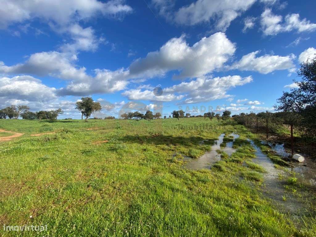 Terreno rustico com plantação de sobreiros seniores | 9,525 Hectare... - Grande imagem: 5/38