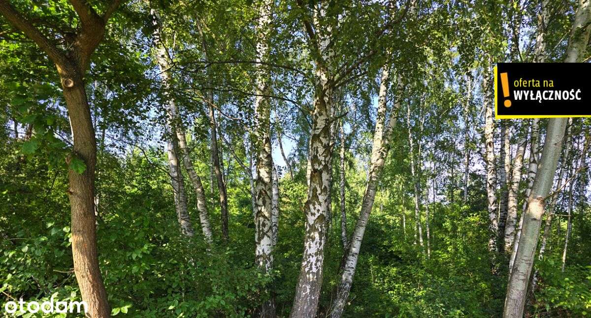 Działka ze stawem i lasem koło Solca Zdroju - Pełny obrazek: 4/8