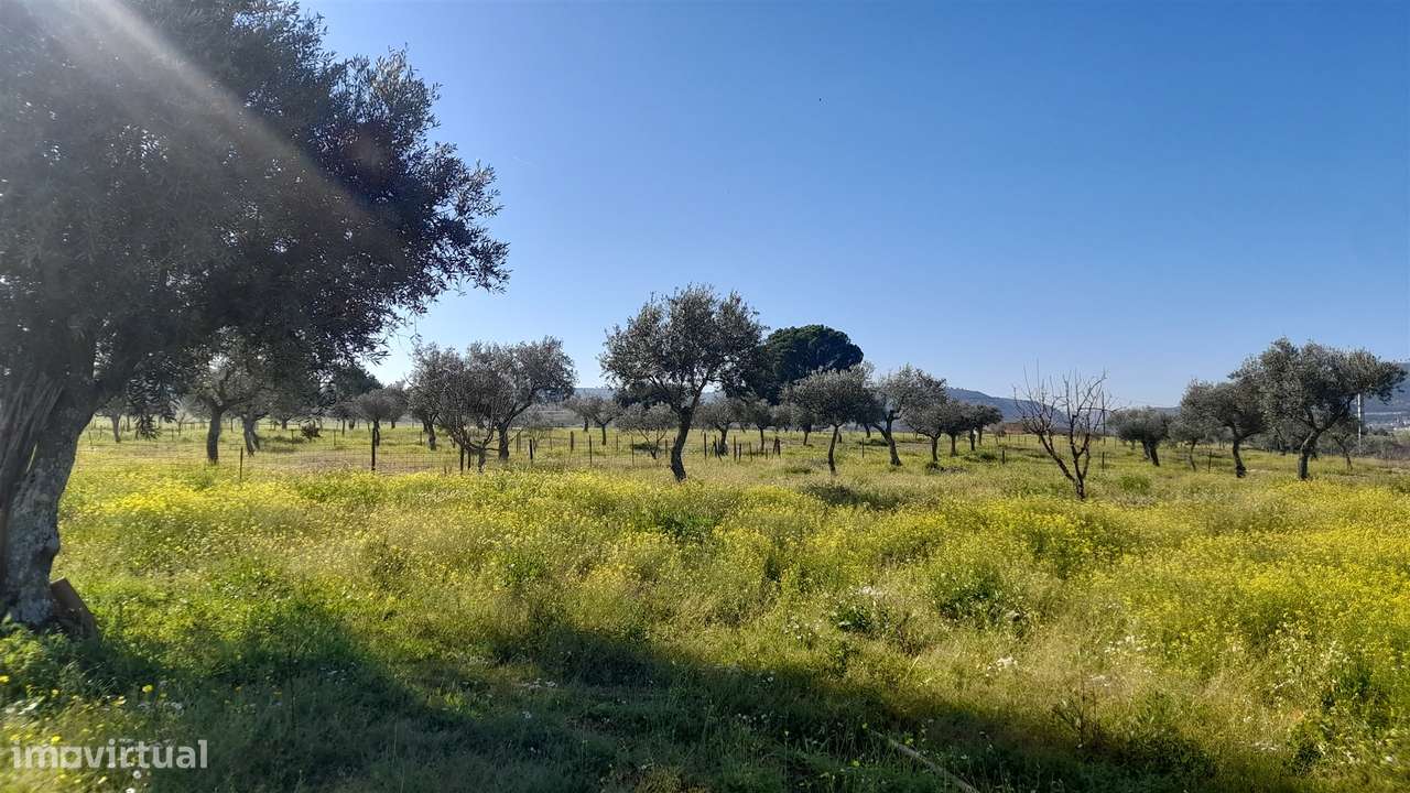 Quinta T0 Venda em Vila Velha de Ródão,Vila Velha de Rodão-9
