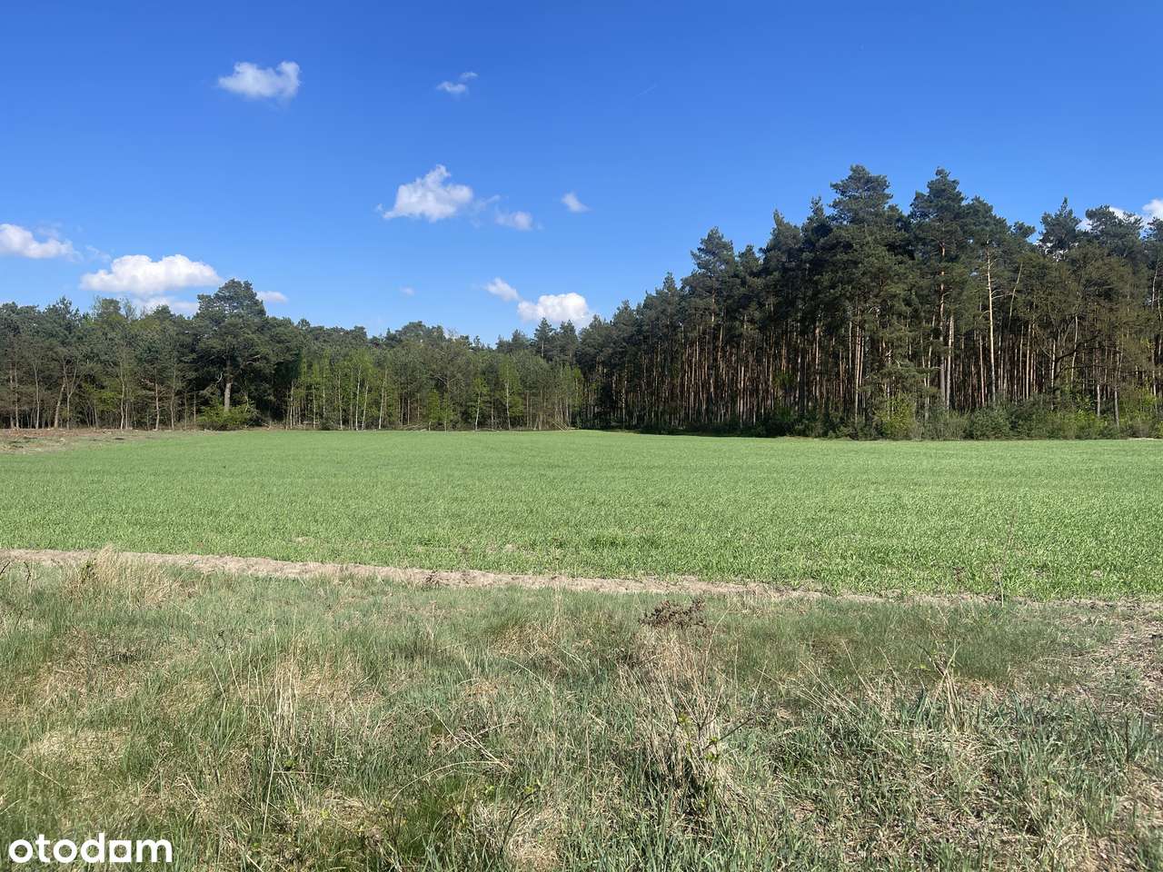 Działka budowlana z warunkami zabudowy w przy lesie - Pełny obrazek: 4/5