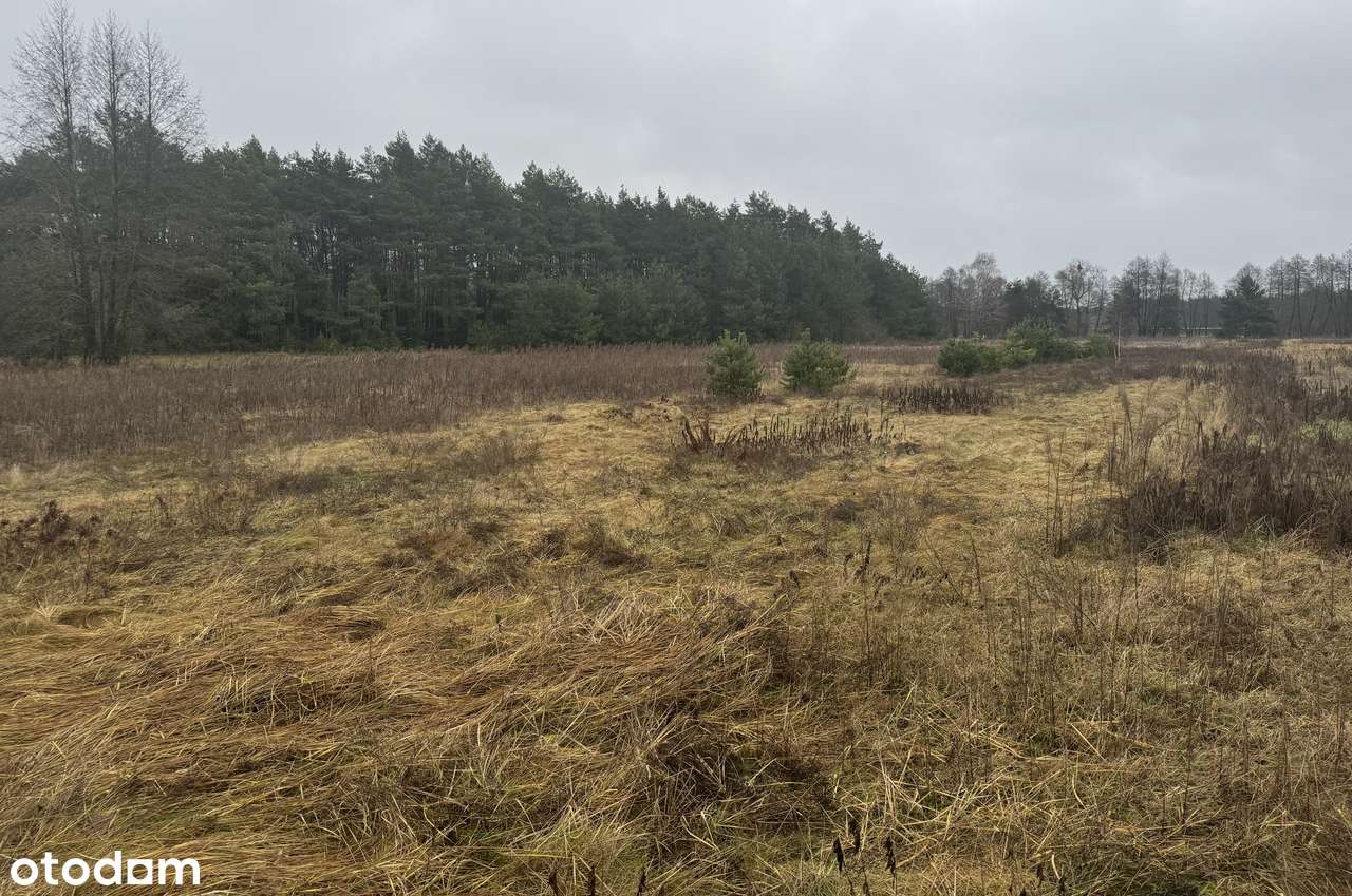 Sprzedam działki wielkości 3200m wz z kawałkiem lasu - Pełny obrazek: 5/5