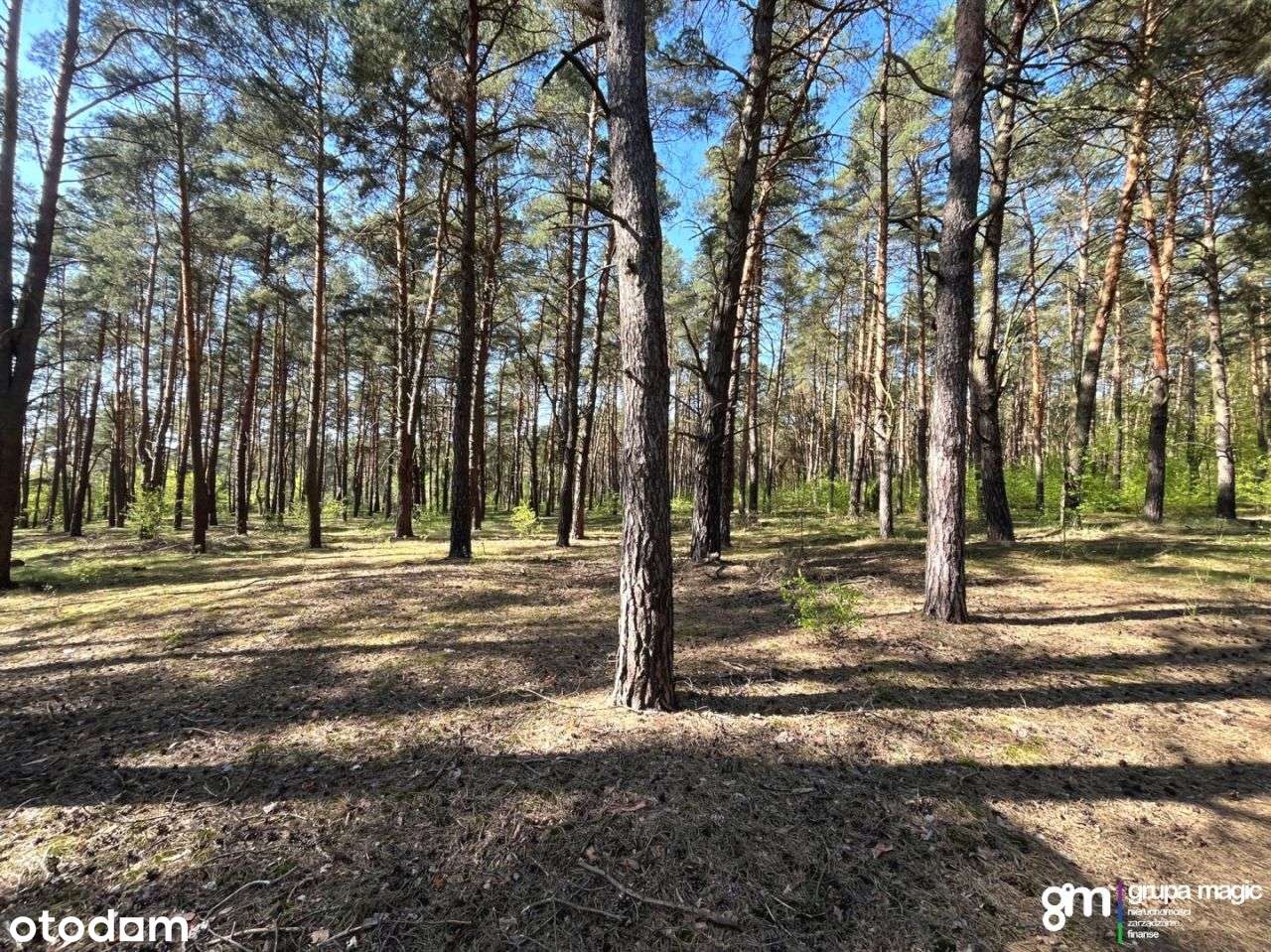 Piękna nieruchomość leśna - las sosnowy Kaszczorek - Pełny obrazek: 4/11
