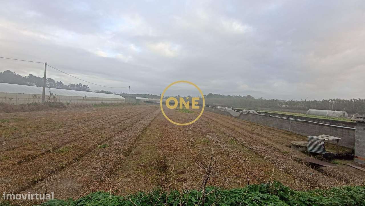 Terreno rústico de Apúlia, Esposende - Grande imagem: 4/10