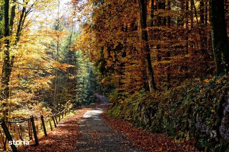 Vind casa, curte 2000 mp, pasune 6 ha, padure 3 ha, Prihodiste, jud HD - Imagine principală: 4/5