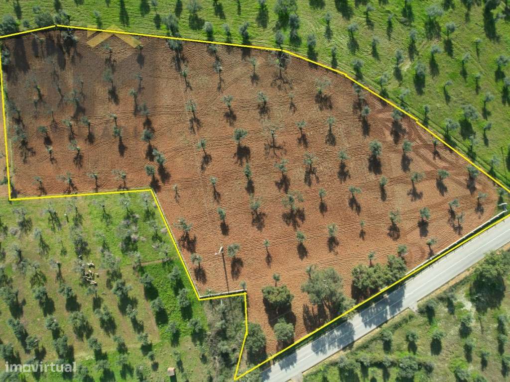 Terreno rústico com 1.34ha em Freixial do Campo - Grande imagem: 4/4