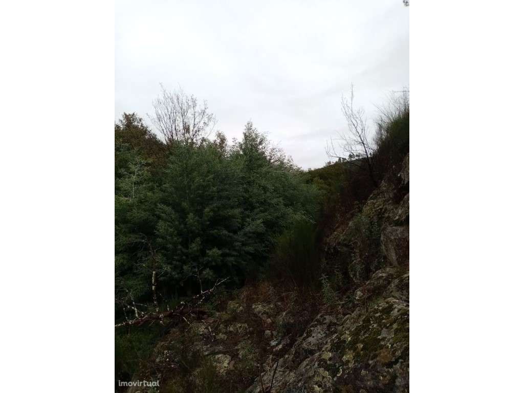 . Terreno Rústico com 29.080 m² junto à Ribeira Mação - Grande imagem: 4/15