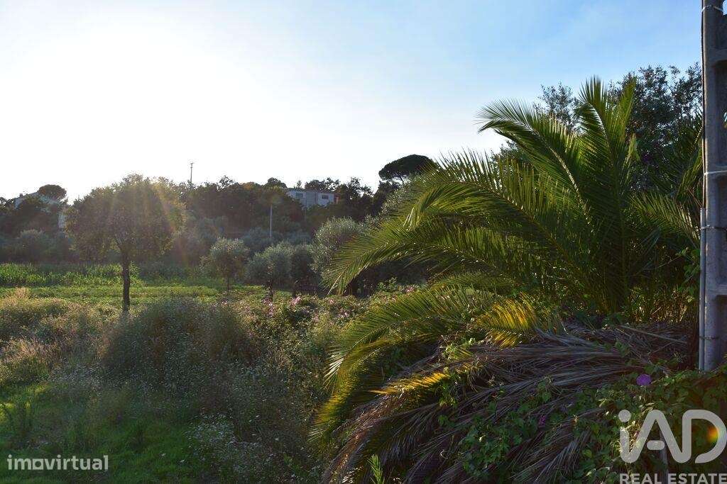 Terreno para construção em Areias e Pias de 640,00 m2 - Grande imagem: 5/14