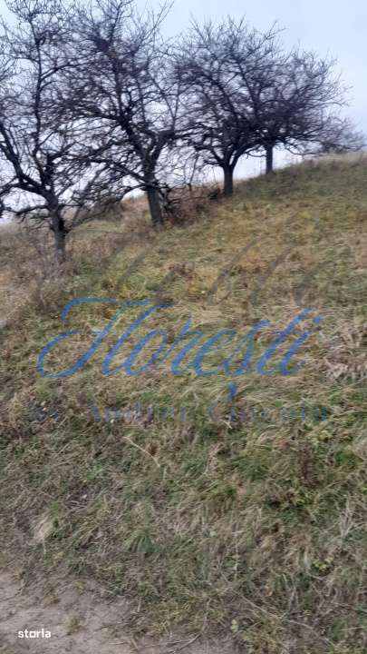 Teren intravilan,  3450 mp, front 23 m, lungime 150 m in Borhanci - Imagine principală: 4/4