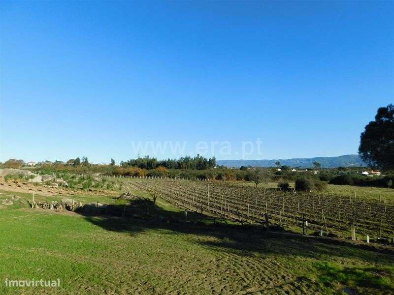 Quinta / Seia, Paranhos - Grande imagem: 1/11