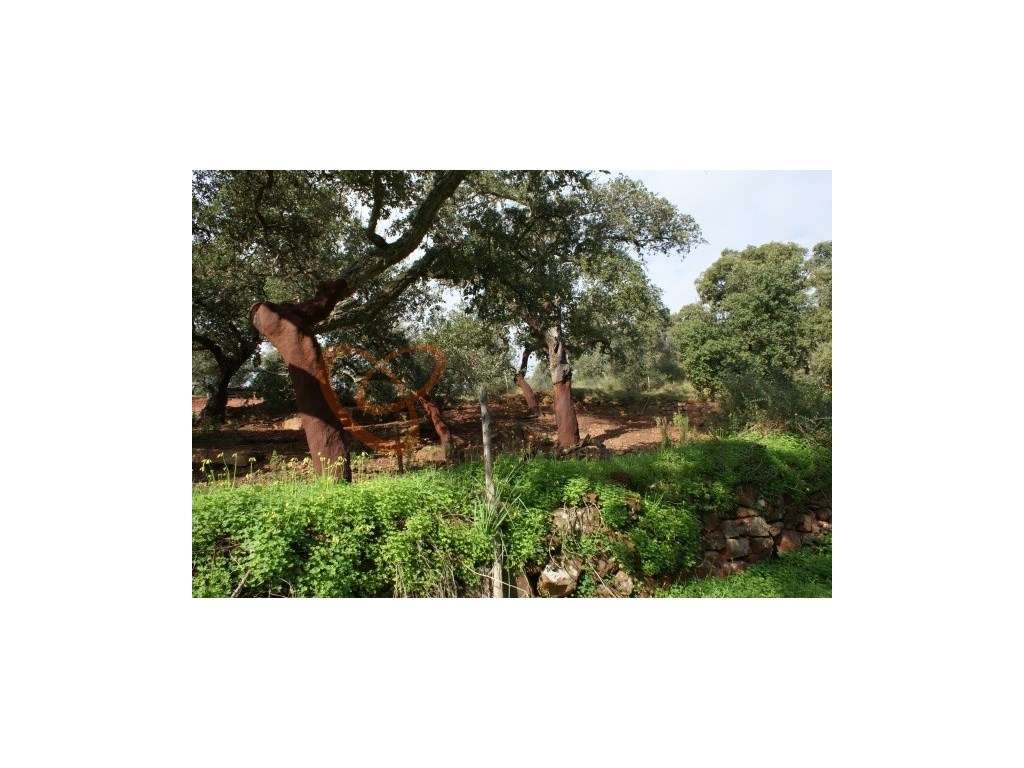 Terreno para venda com viabilidade de construção, Algarve. - Grande imagem: 4/7