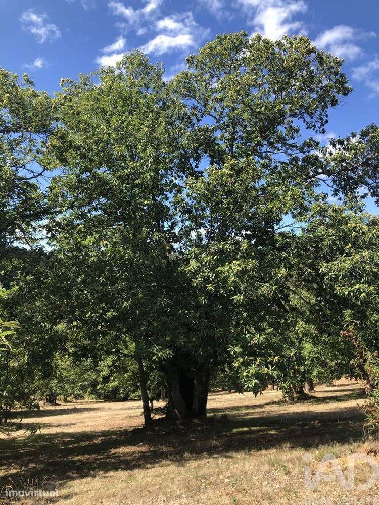 Quinta em Parâmio de 1006 m2 - Grande imagem: 4/7
