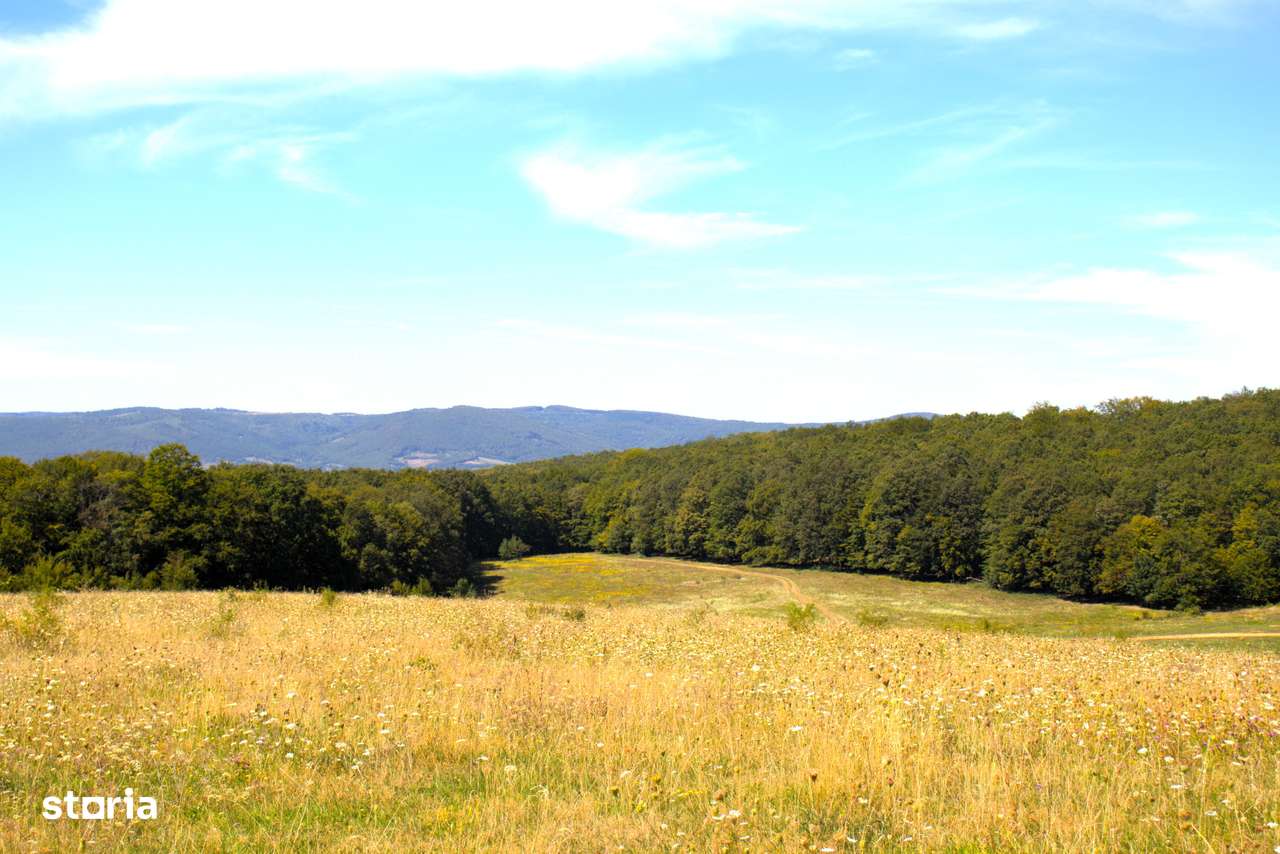 Ocazie rară 12 hectare teren extravilan,pășune sub prețul pieței - Imagine principală: 3/9