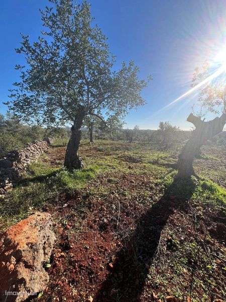 Terreno Agrícola - Grande imagem: 4/5