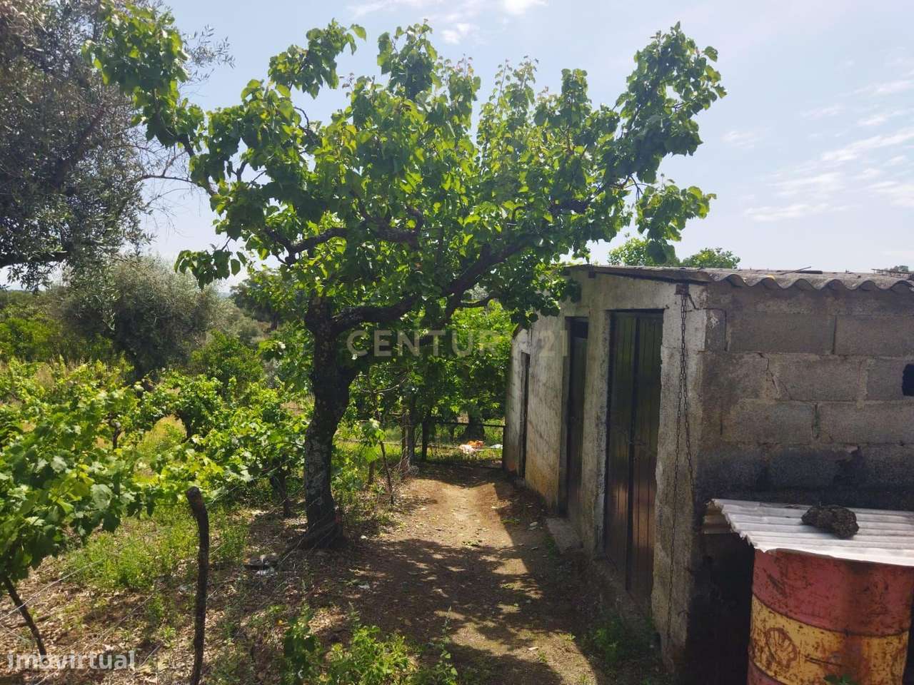 Terreno rústico | Lousa CTB, Castelo Branco-7