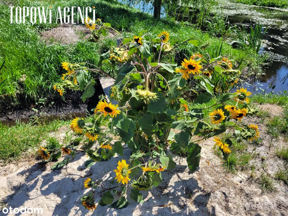 Działka nad rzeką,Park Kampinoski warunki zabudowy-11