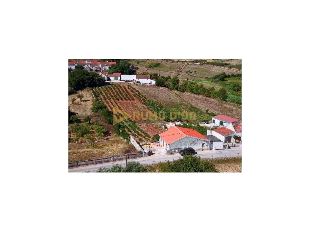 Moradia T2+1 Remodelada com Logradouro e Vinha em Pocariça, Olhalvo-9