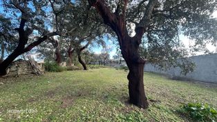 Terreno Rústico | Escalos de Cima, Castelo Branco