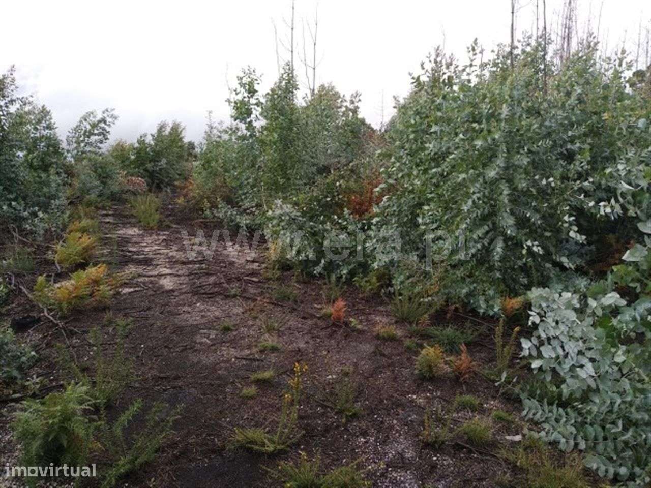 Terreno em Arnozela - Grande imagem: 3/4