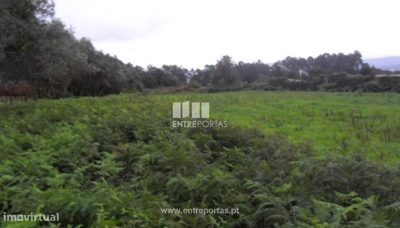Terreno Agrícola - Santa Marta de Portuzelo - Grande imagem: 4/5