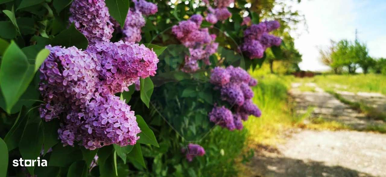 Vanzare Casa-Conac boieresc stil Baroc cu teren in Stoenesti, jud Olt - Imagine principală: 5/20