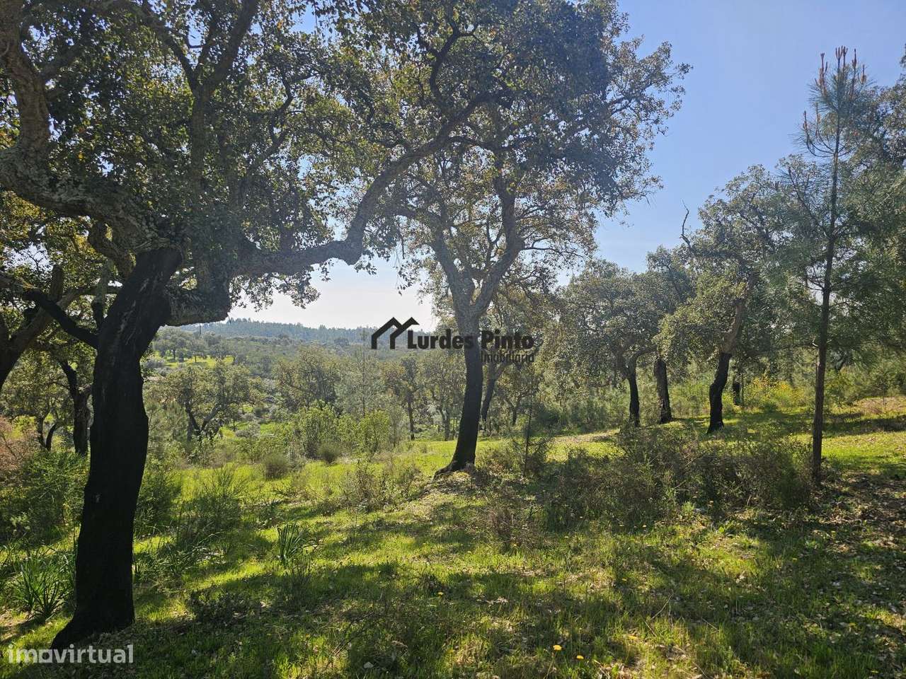 Quinta muito perto de Castelo Branco com 11.200 m2 - Grande imagem: 4/24