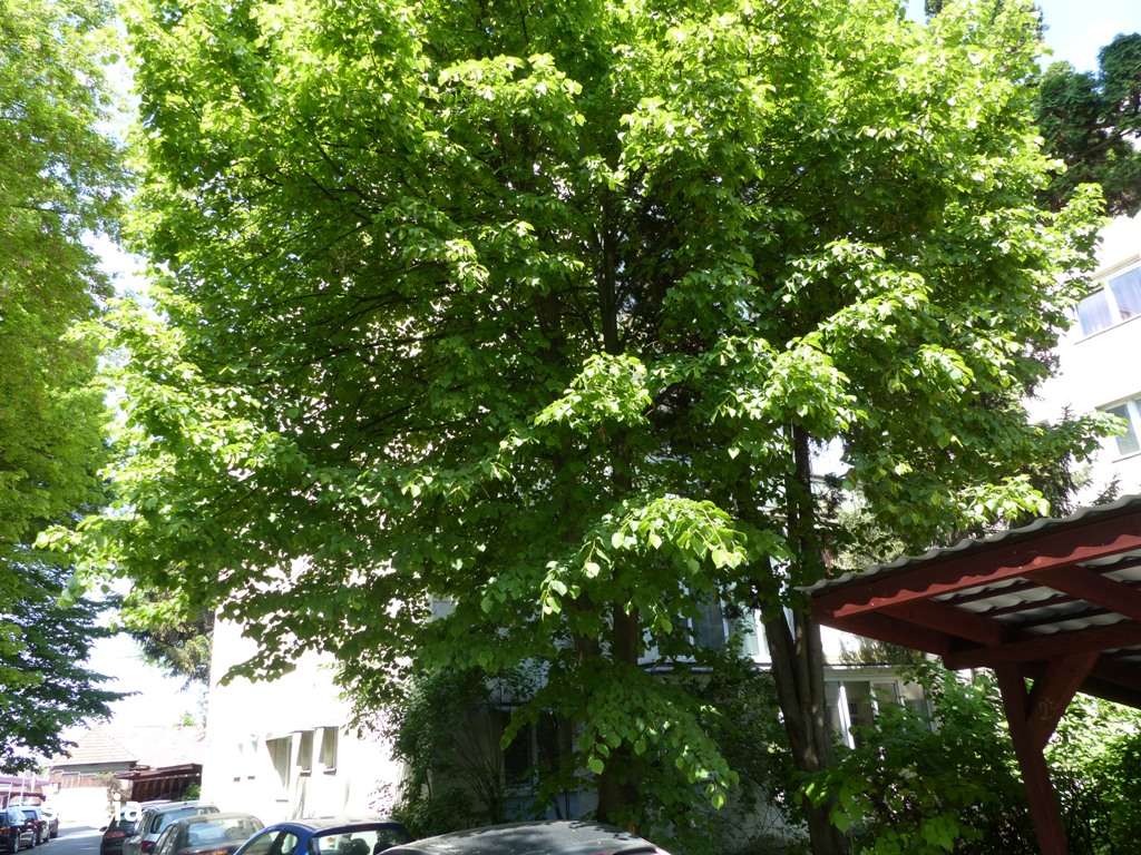 De vanzare ap. 3 camere, Tg. Mures, Zona Budai-9