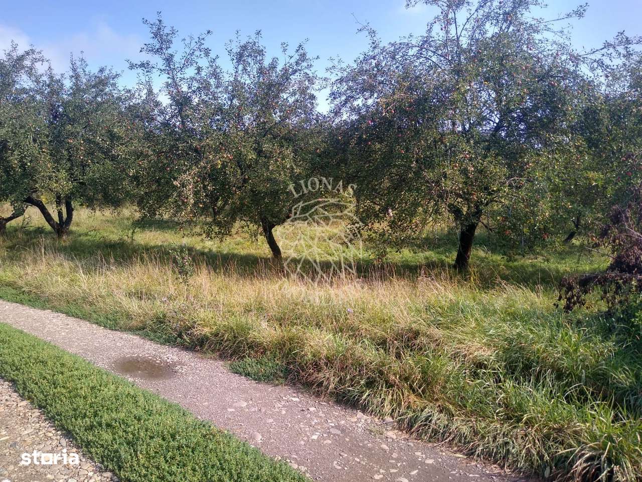 Teren 1500 mp - pretabil cabana/investitie - Zona Valea Rusului - Imagine principală: 2/4