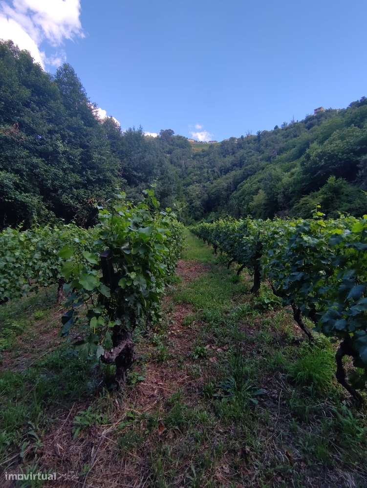 Quinta T7 Venda em Fornos,Castelo de Paiva-8