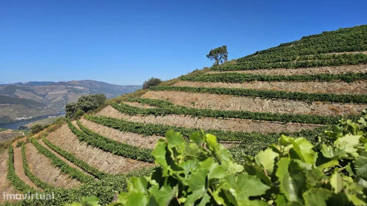 Quinta com 20 Hectares no Douro | Vinha em Produção, Olival e Marca Pr - Grande imagem: 2/20