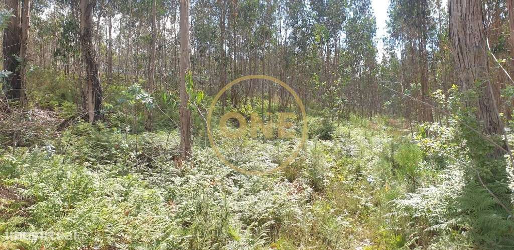 Terreno Rústico - Grande imagem: 5/15