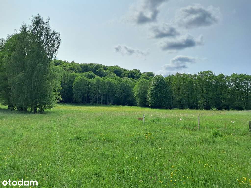 Wyjątkowa działka z naturalnym klimatem - Pełny obrazek: 4/9