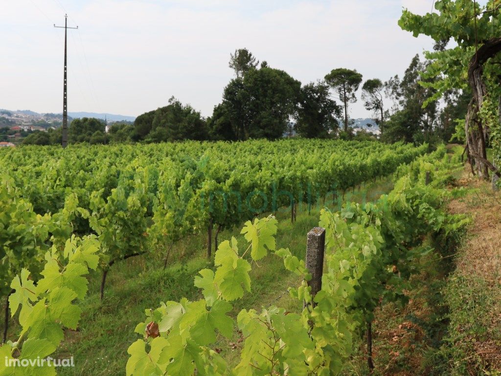 Terreno com Vinhas e viabilidade de construção