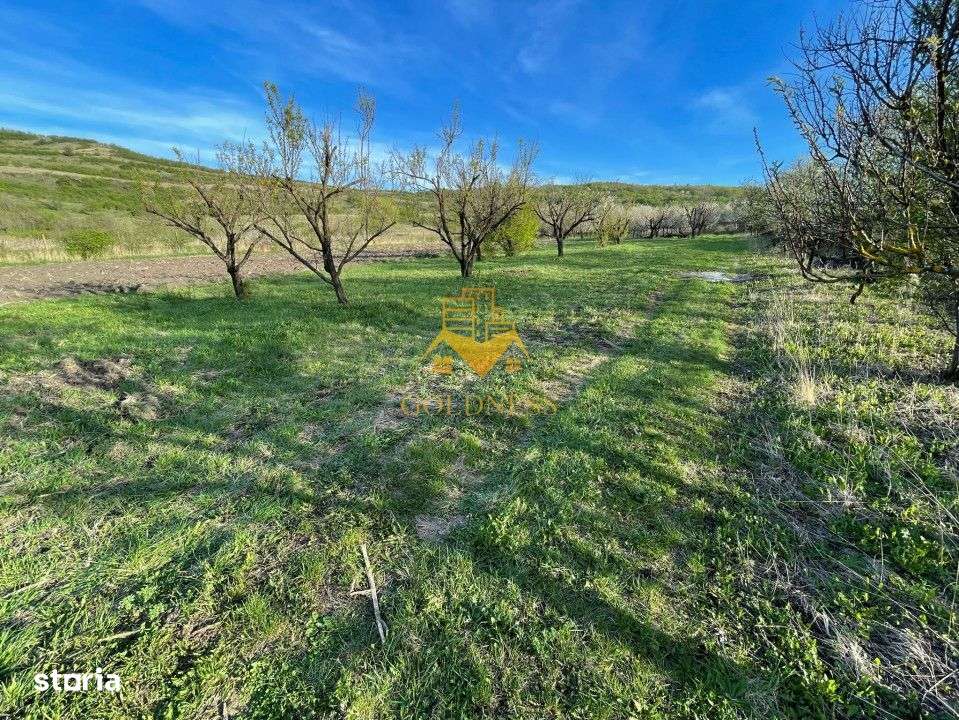 Tren Soporului Intravilan ,5500 MP Utilitati,  Oportunitate - Imagine principală: 4/10